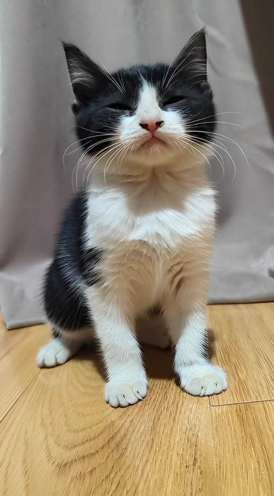 Здравствуй,дорогой друг!Я трехмесячная  ,двухцветная девочка