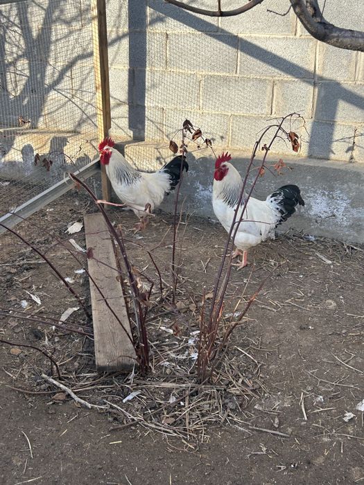 Петух Адлер Серебристый