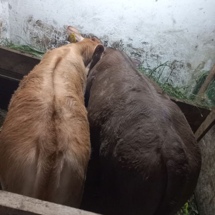 Vand Vitei 3 luni