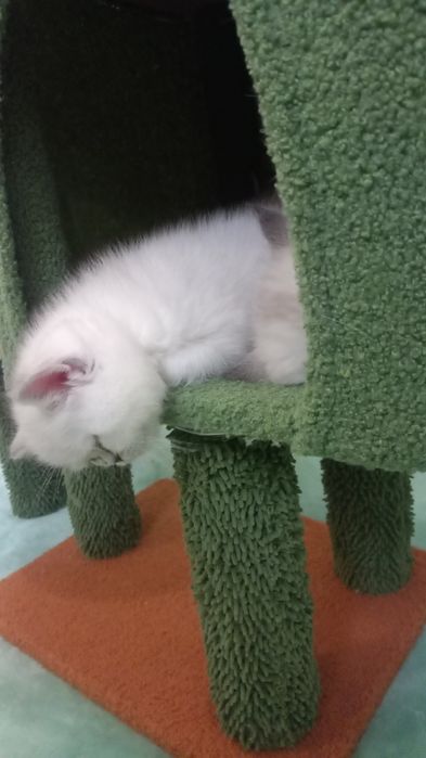 Шикарный породистый котёнок от правильной вязки.
Родители с отличной г