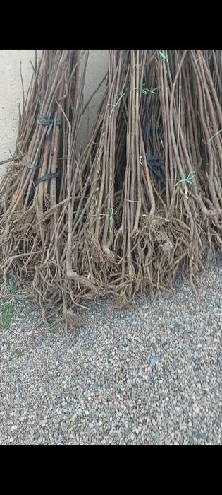 Павловния Шанг тонг