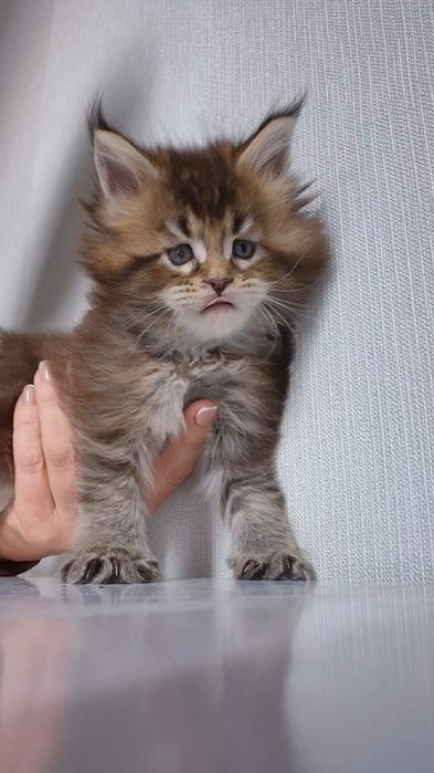 Котята породы Мейн-кун