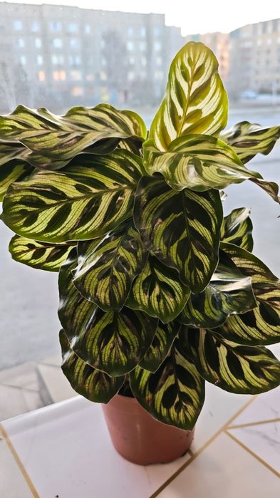 Продам комнатные цветы