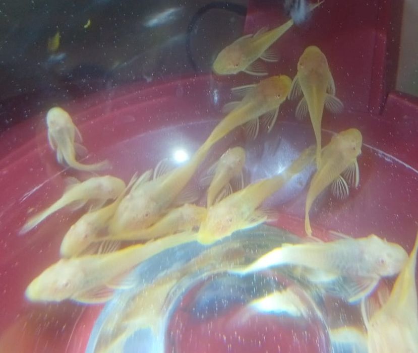 Сомики анциструсы