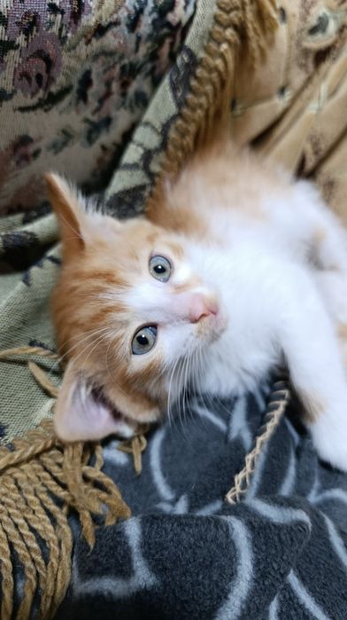 Отдам котенка в добрые руки