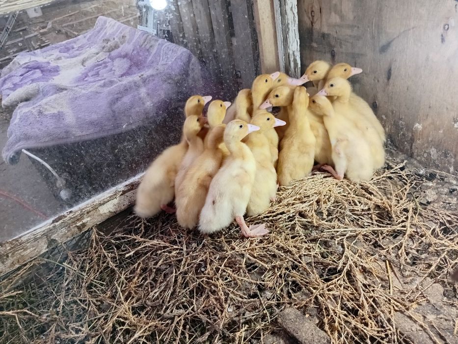 Утка Агидель двух недельный