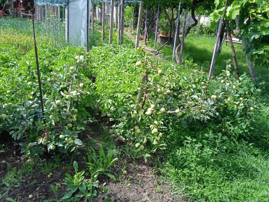 Декоративна ябълка