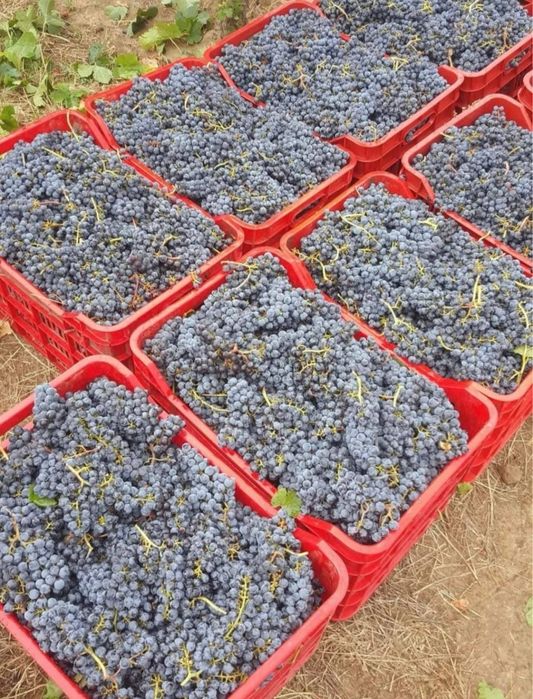 Vând struguri de vin