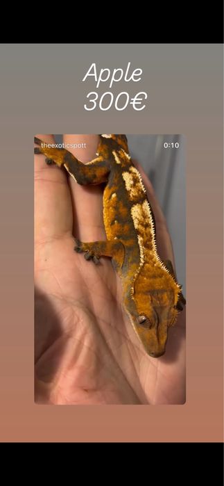 Crested gecko/ soparla/gecko cu creasta/reptila