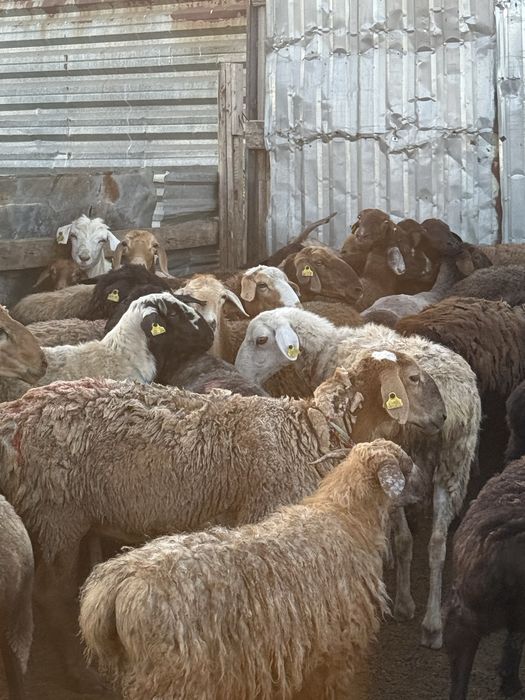 Продам баран в шахтинске