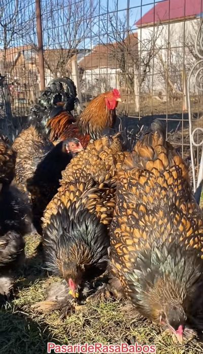 Brahma gold laced oua