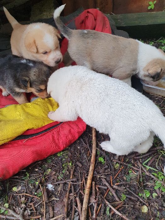 Срочно отдают щенков в добрые руки