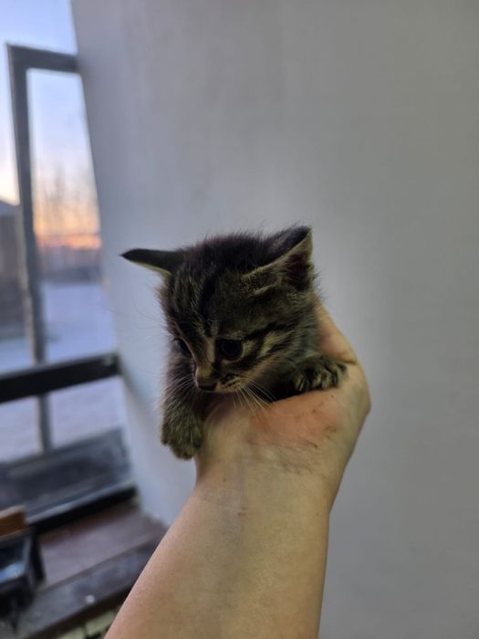 Отдам котят в хорошие руки