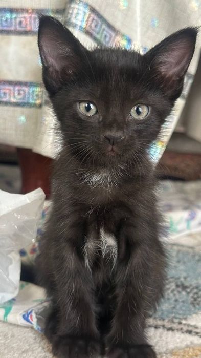 Котята даром в добрые руки