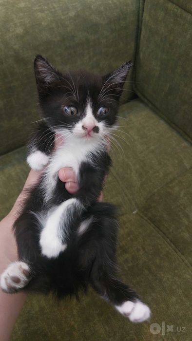 Отдам котят в хорошие руки