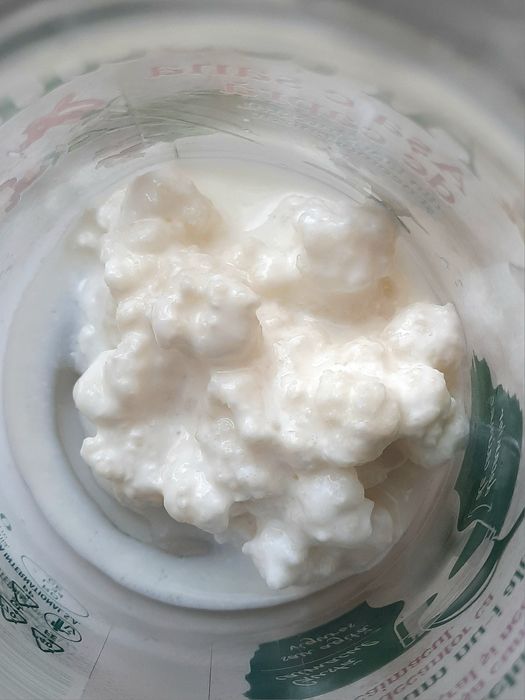 Ciupercă Tibetană de Kefir