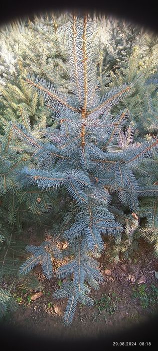 Galuboy yel archa sotiladi