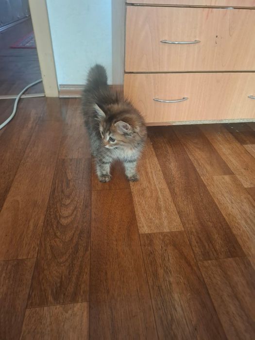 Продам котенка британка