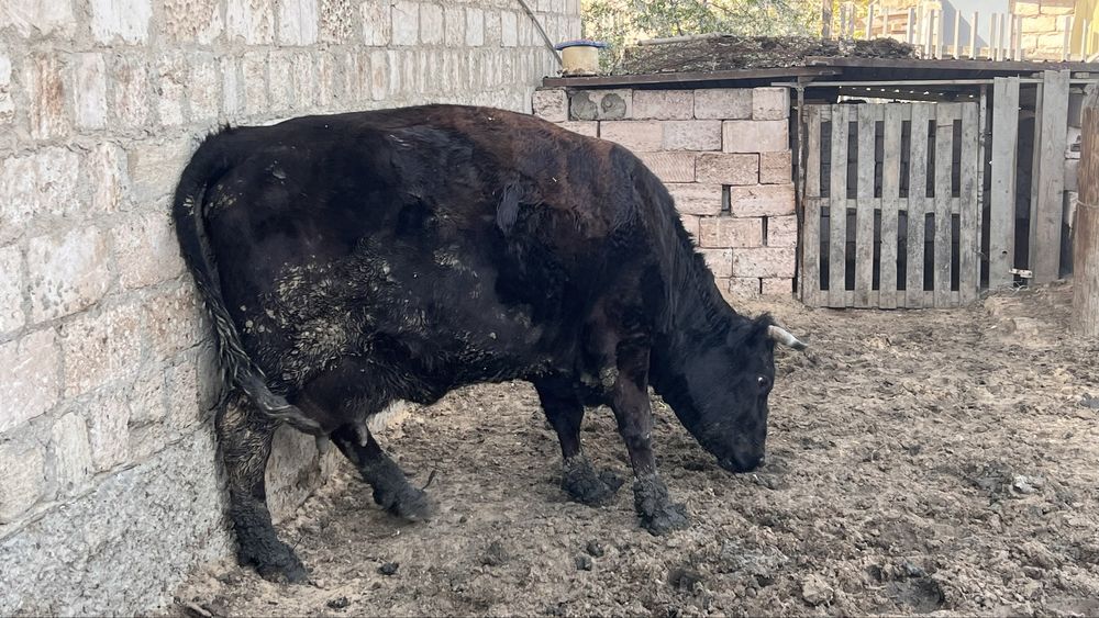 Сиыр сатылады бұзаулы