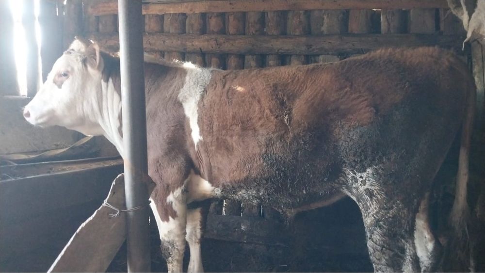 Продам племяного быка