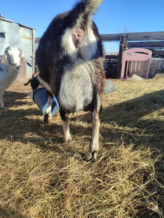 Продам козлик ламанча