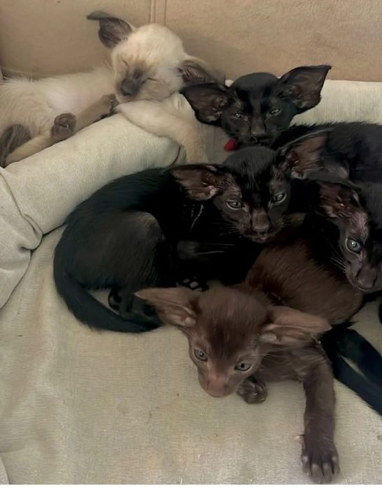 Ориентальные котята