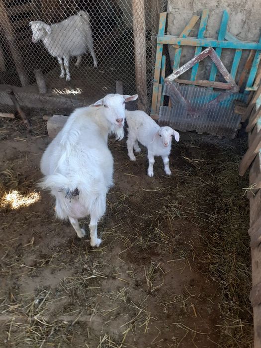 Занен лакты ешкі обмен