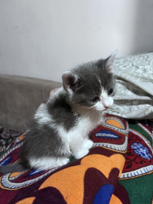 Отдам котенка в добрые руки