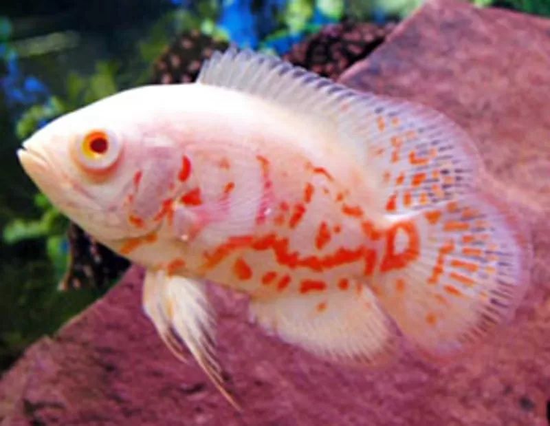 Продам рыб аквариумных