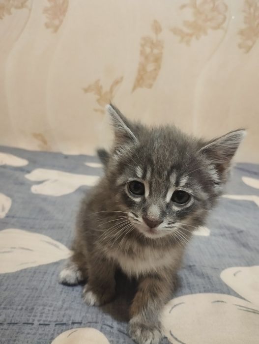 Отдаем котят бесплатно в добрые руки