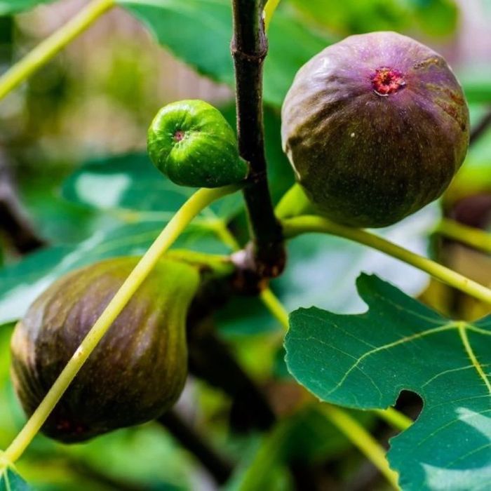 Smochin lungo del portogallo