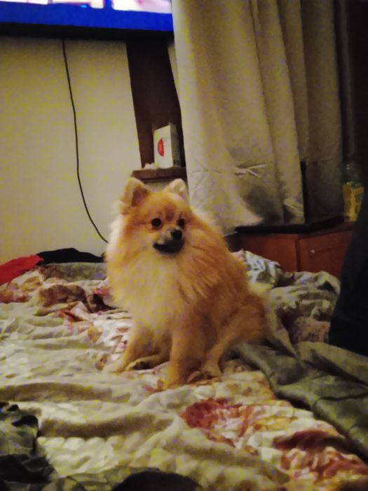 Шпиц на вязку год