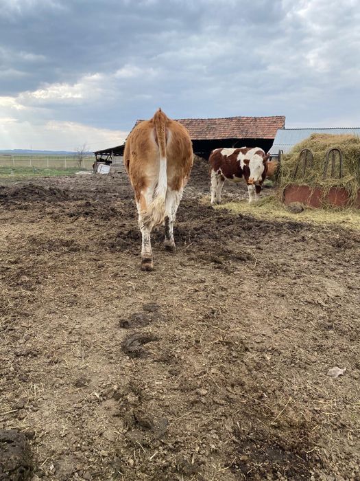 Vând junincă gestantă