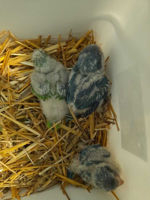 Продавам ръчно хранени монаси