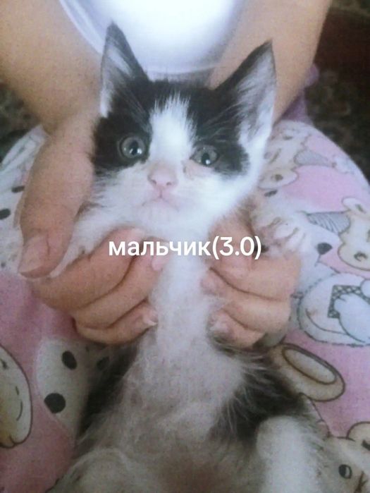 Котята,маленькие мальчики