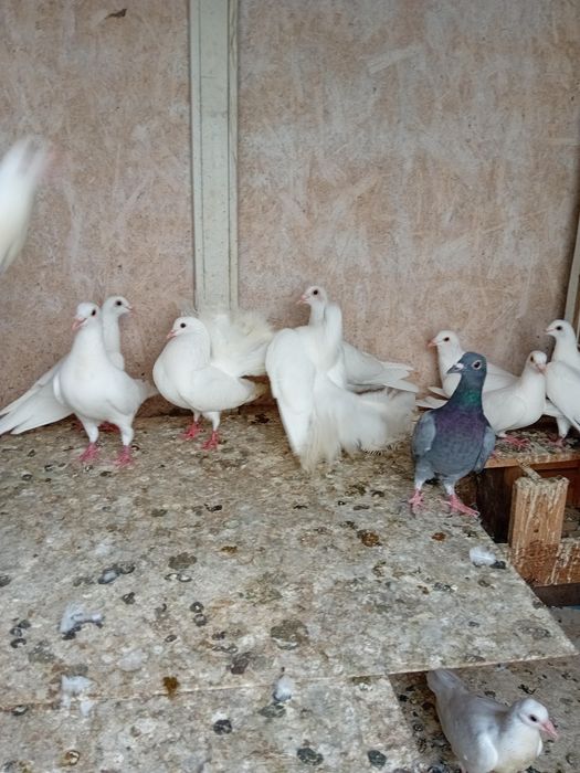 Porumbei albi voiajori