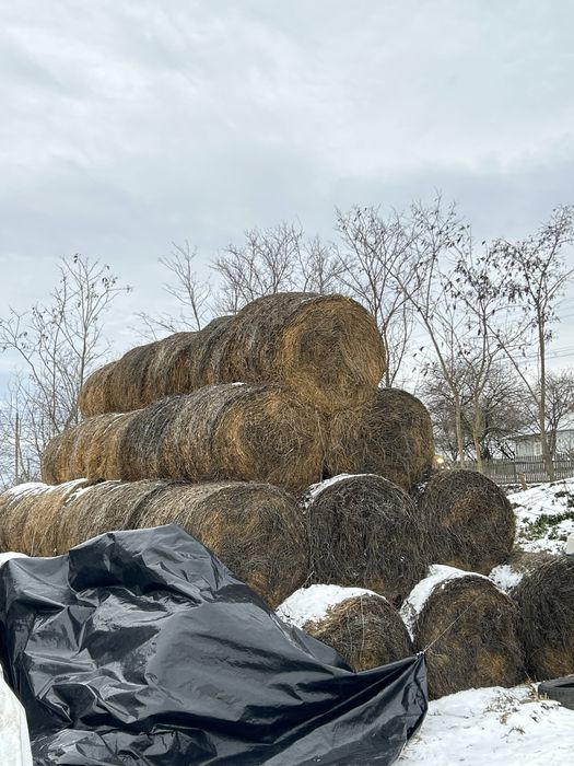 Vand baloti lucernă și paie orz