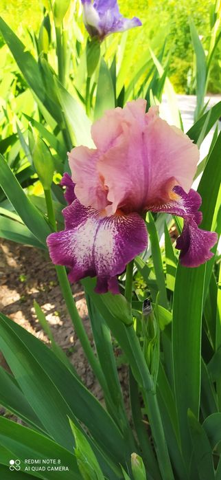 Продаю садовые Ирисы