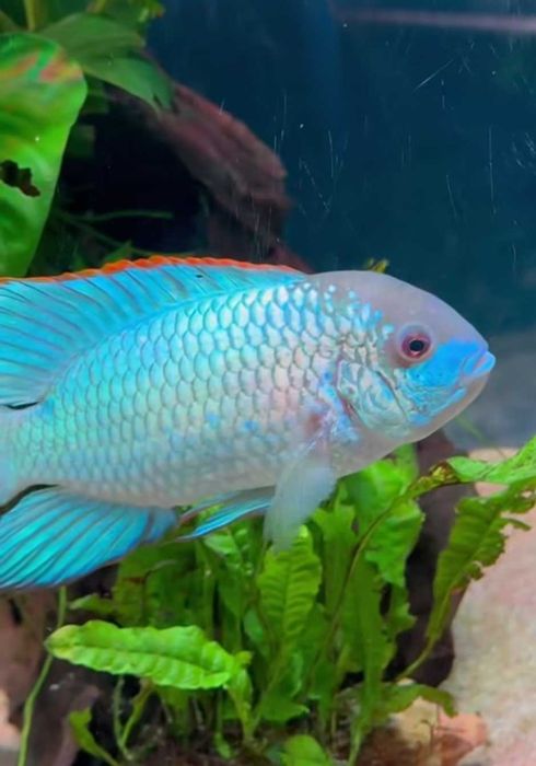 Наннокара Блю Неон