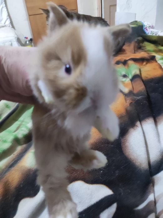 Продам карликовых кроликов