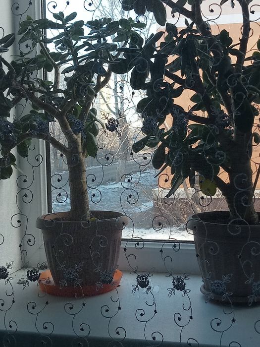 Продам цветочки красивые