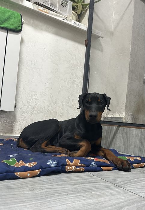 Доберман с документами