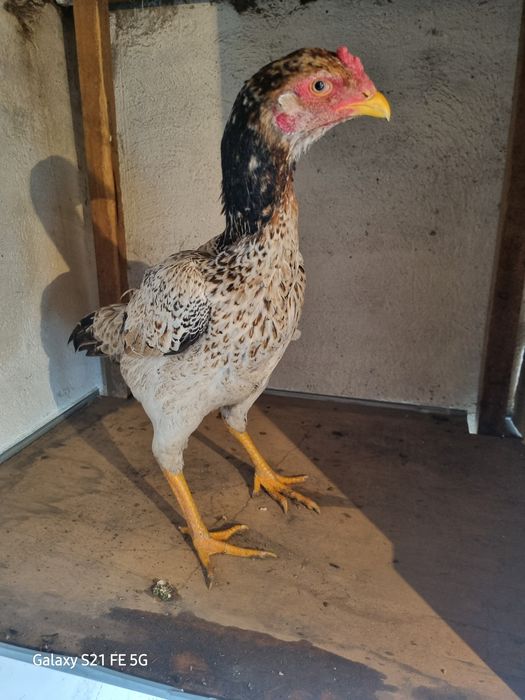 Бойцовская курочка Вьетнамка продаётся