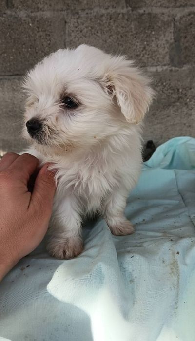 Donez Catelusa Bichon 8 saptamani