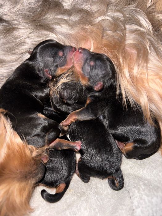 Вязка Йоркширский терьер