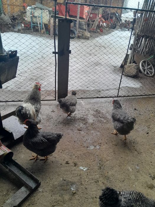 Ouă de găini cu moț playmont și rațe cu moț