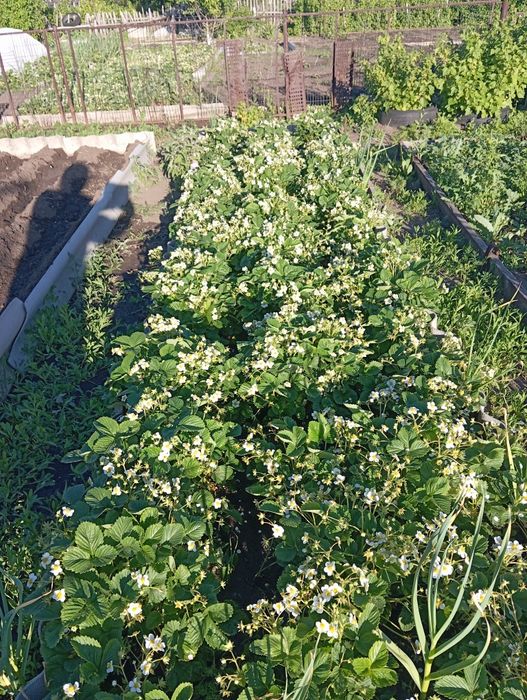 Продаётся дача. Даное общества Красный партизан