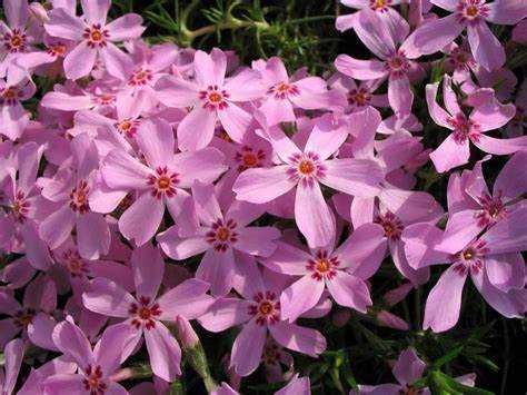 Флокс субулата (Phlox subulata) – пълзящ флокс