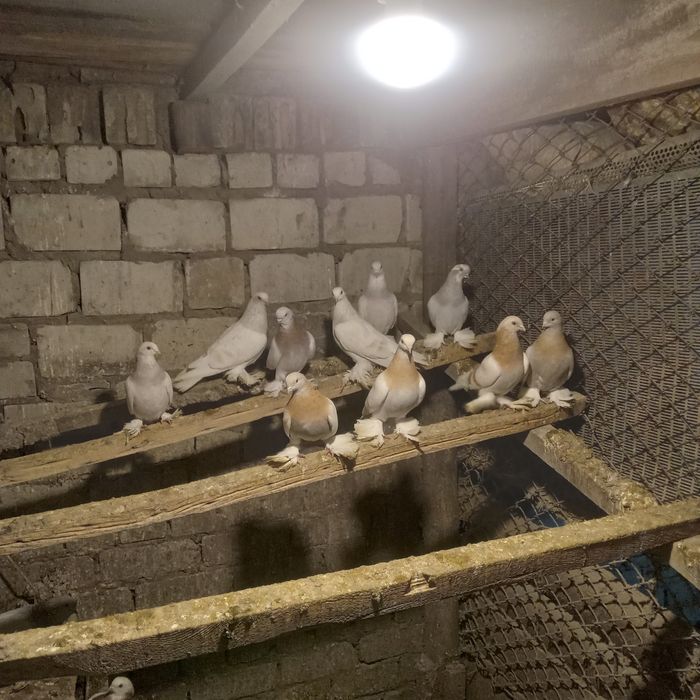 Продам срочно домашних голубей.