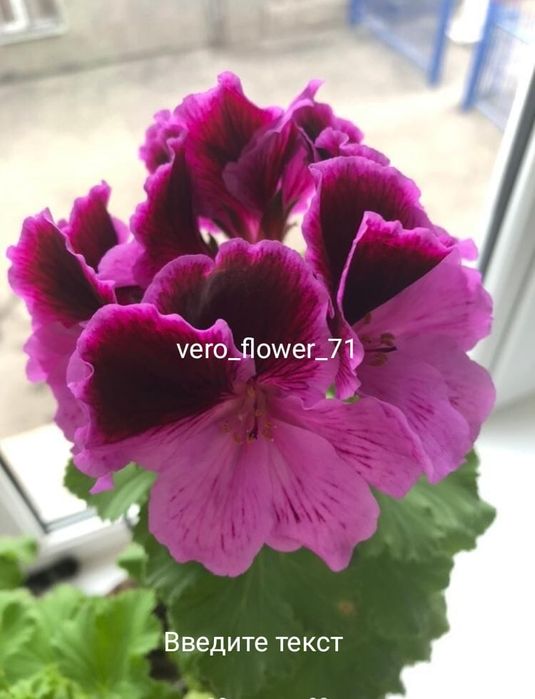 Продаю комнатные цветы